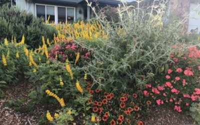 2022 Benicia & Vallejo Tour: Featured Gardens