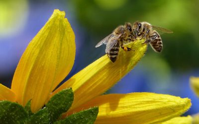 Save The Butterflies and The Bees — Our Favorite Pollinators Are in Jeopardy