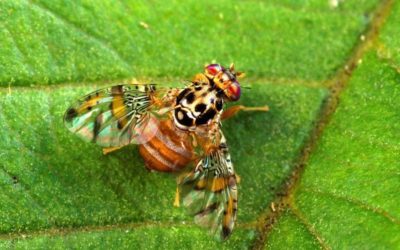 How Does the Medfly Quarantine Affect Home Gardeners?