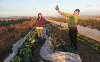 Solano Local Food Spotlight: The Cloverleaf Farm