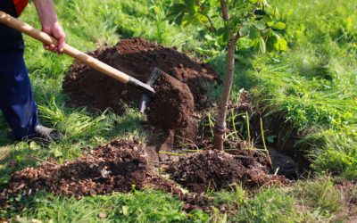 Sustainable Solano Receives Funding For Local Urban Forestry Project