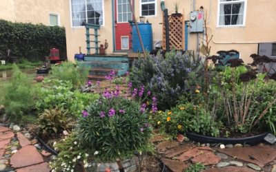 Seeking Suisun City, Fairfield & Vacaville Residents Interested in Yard Transformation