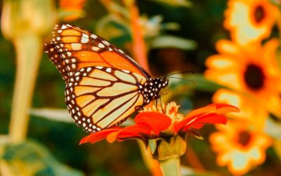 Bay Area Butterfly Festival Lands May 19