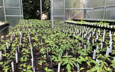 Businesses Partner to Provide Plants