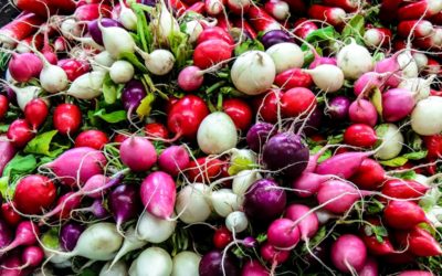 Rogue Radishes!