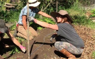 Permaculture Design Certificate Course Coming to Benicia