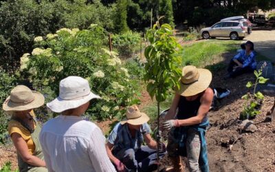 Vital Cycles Brings Permaculture Instruction to Solano County