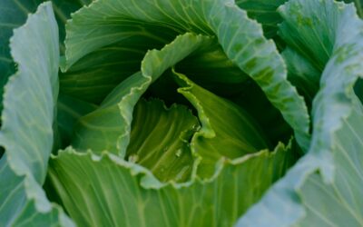 Springtime Colcannon