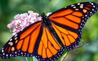 Winter in the Milkweed Garden