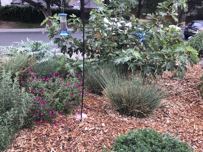 Dixon Partnership Brings Together 2 Programs to Create New Garden Site