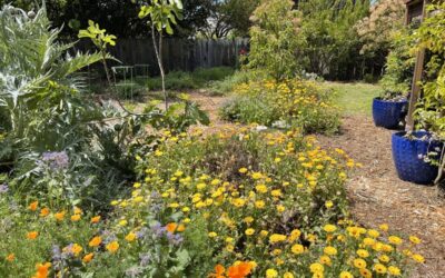 2022 Benicia & Vallejo Demonstration Food Forest Tour is April 23!