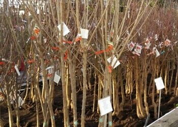 Get Bare-Root Fruit Trees for Your Garden Through Our Fruit-Tree Giveaway