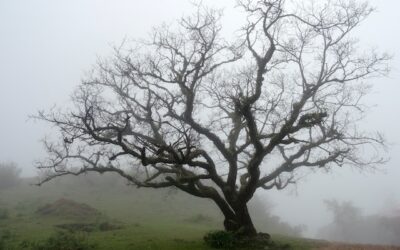 Winter at the Pace of Nature